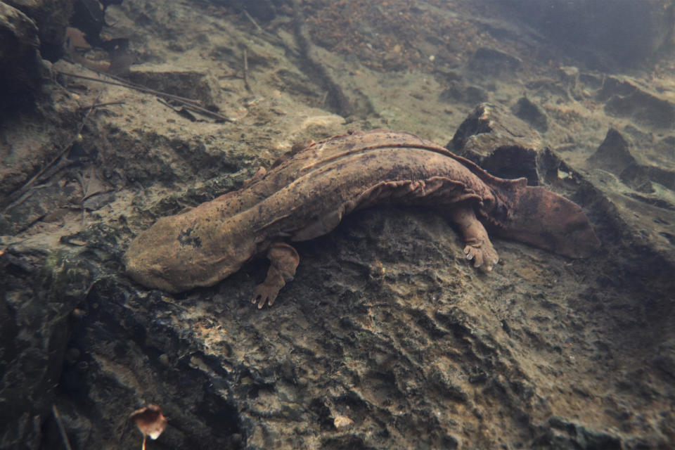 Una fotografía sin fecha proporcionada por Jordy Groffen muestra una salamandra gigante americana. (Jordy Groffen vía The New York Times)