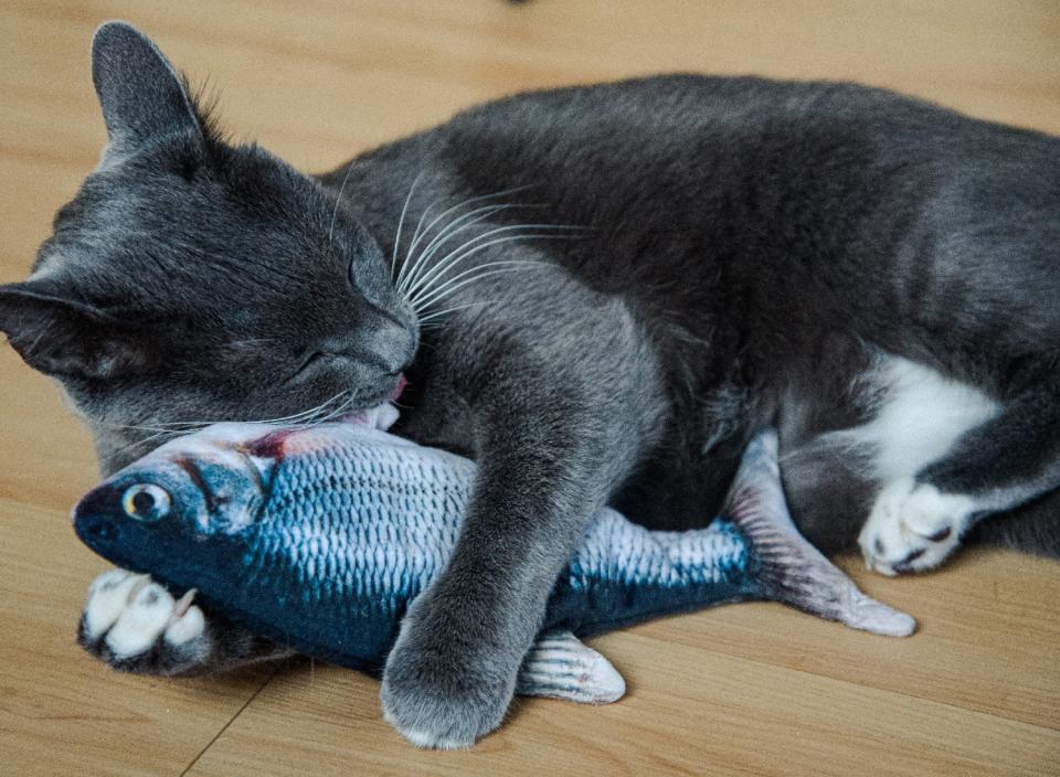 Delight your kitty with this fun, viral cat toy. (Source: iStock)