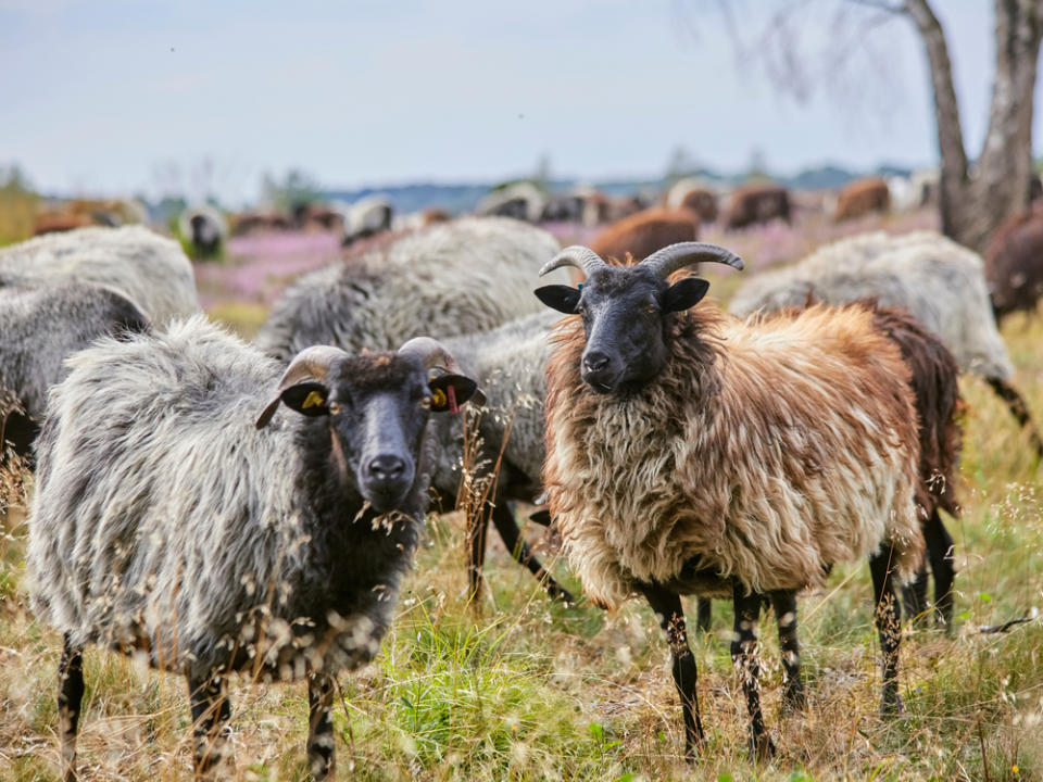 Heidschnucken ziehen in Herden durch die Lüneburger Heide. (Bild: pixel creator/Shutterstock.com)