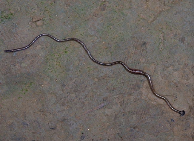 hammerhead worm