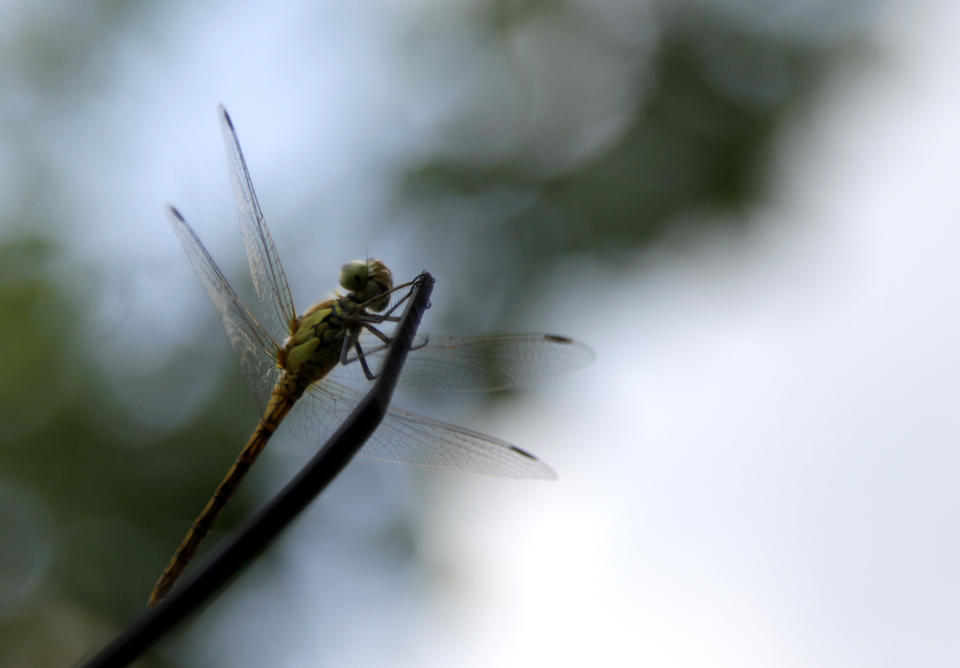 A dragonfly rests in a garden in Belgrade, Serbia, Thursday, July 11, 2013. Weather forecasts predict sunny weather for the next few days in Serbia. (AP Photo/Darko Vojinovic)