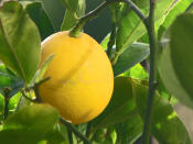 <div class="caption-credit"> Photo by: Debra Roy</div><div class="caption-title">Meyer Lemons</div>A cross between oranges and lemons, Meyer lemon are sweet and tart. They have much of the fragrance of an orange, while retaining some of the versatility of a lemon. Look for them November through February in specialty grocery stores throughout the country. <br>