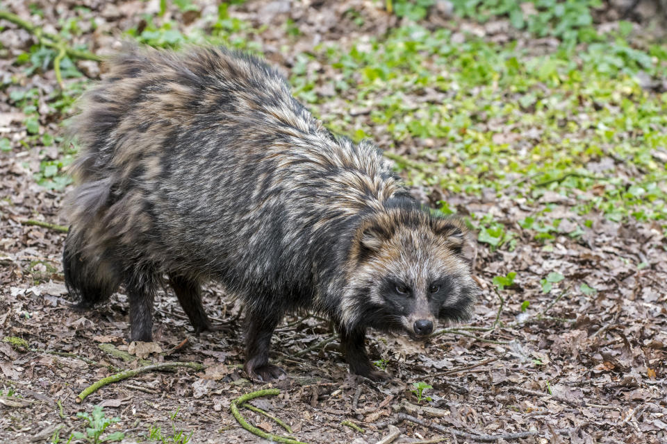 A raccoon dog foraging in a forest.