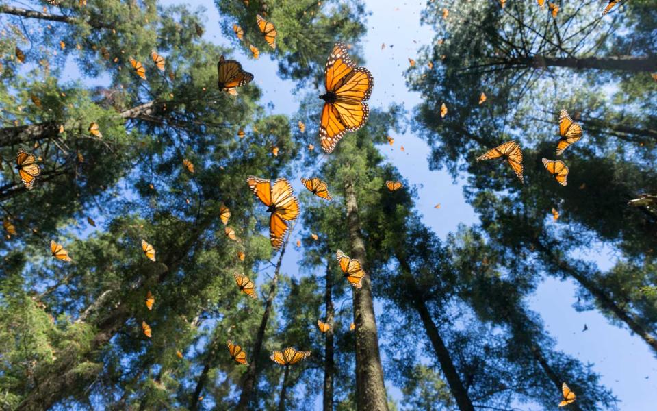 Monarch Butterflies in Mexico