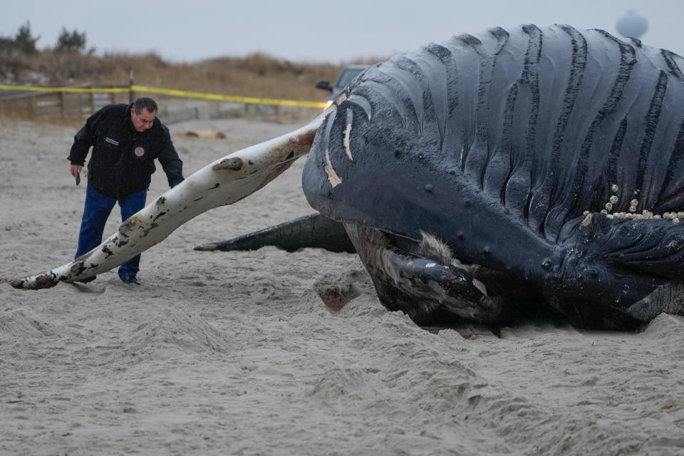 A man touches a dead whale in Lido Beach, N.Y., on Jan. 31, 2023. The 35-foot humpback whale is one of several whales that have washed up along the shores of New York and New Jersey in recent months, leading some to blame offshore wind farm activity for the animals' deaths.