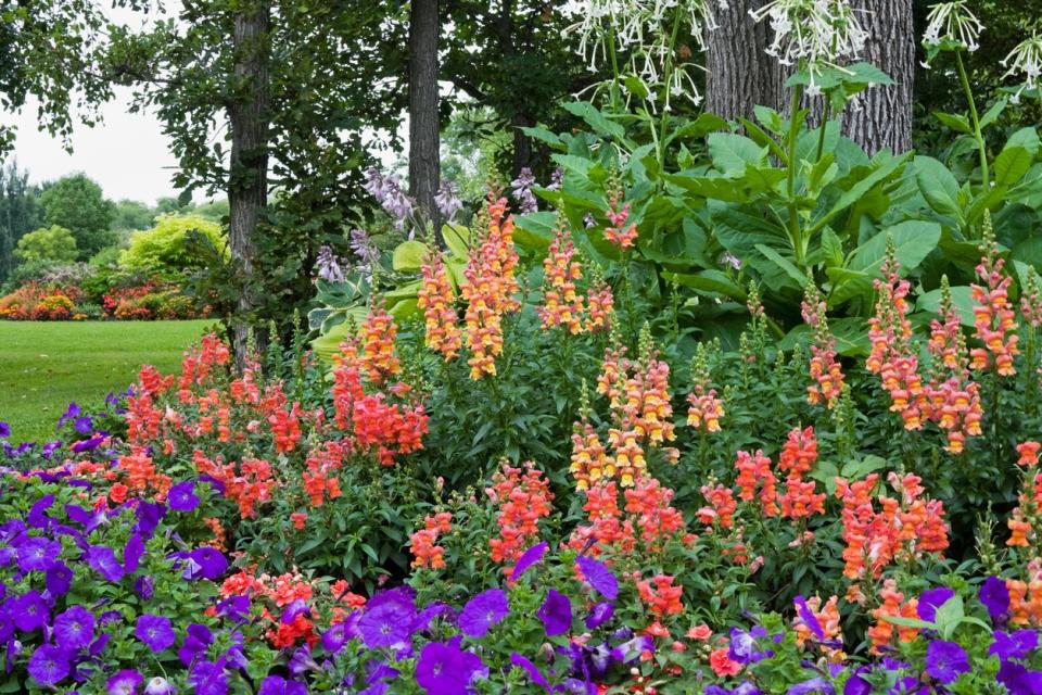 Yellow and orange snapdragon flowers growing in garden with other purple flowers. 