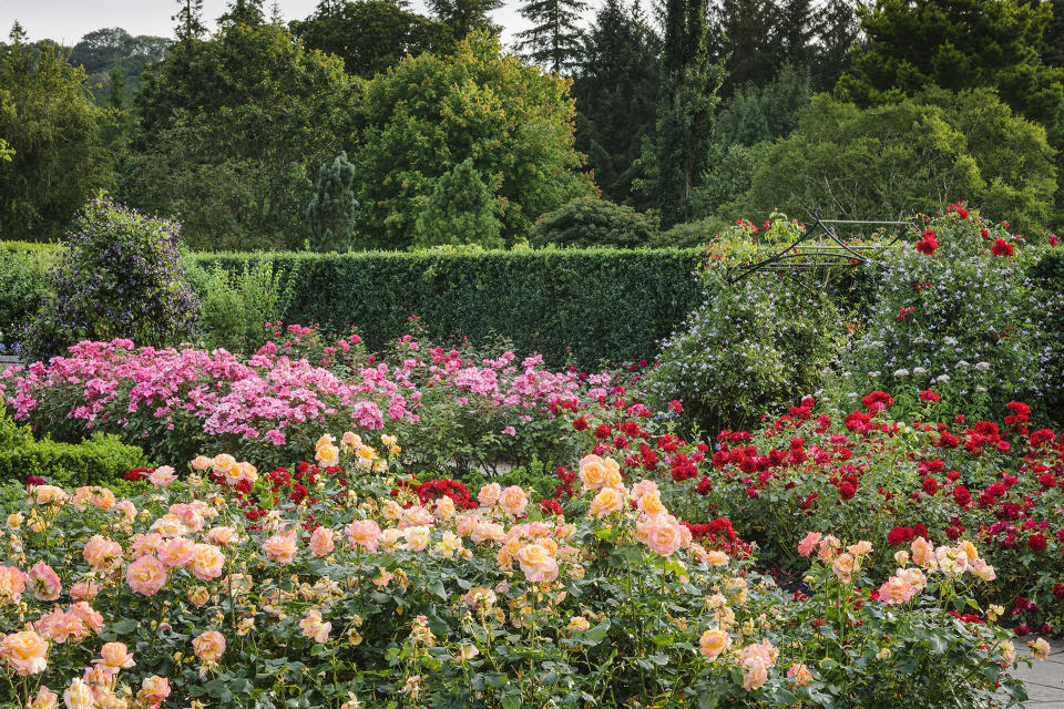 4. Plant roses in color blocks for impact