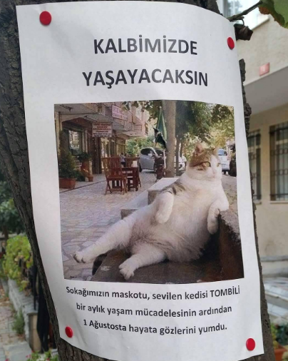 La muerte de este gato fue recordada en las calles de Estambul, donde algunas personas incluso colocaron papeles en los árboles y postes, donde se leía: “Vivirás en nuestros corazones”.