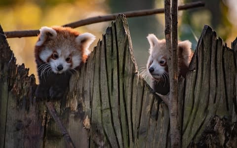 The Secret Life Of The Zoo At Christmas - Credit: Blast! Films&nbsp;