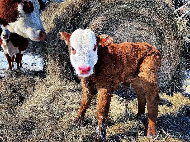 A baby calf, born in the last few days, stands with its mother on Austin Miles' ranch in Whitesboro, Texas