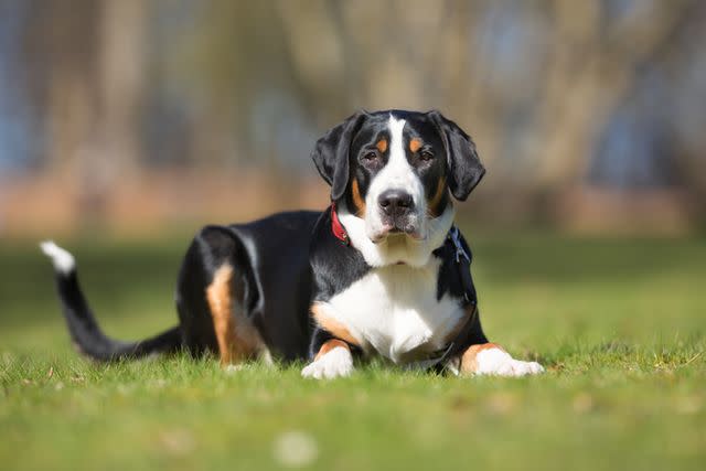 <p>Getty Images</p> Unlike most snow dogs, Greater Swiss Mountain Dogs have short fur.