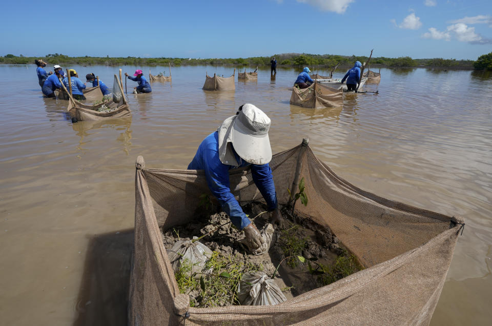 A woman plants mangrove seedlings as part of a restoration project, near Progreso, in Mexico’s Yucatan Peninsula, Wednesday, Oct. 6, 2021. The 20-inch mangrove seedlings are placed into mounds of mud held together by mesh, creating tiny islands. (AP Photo/Eduardo Verdugo)