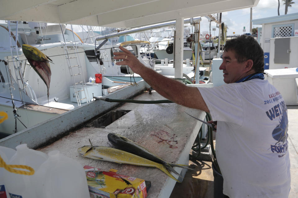 Charter fishing boat captain Glen Miller cleans freshly caught mahi-mahi at Bud N' Mary's marina in Islamorada, in the Florida Keys, during the new coronavirus pandemic, Monday, June 1, 2020. The Florida Keys reopened for visitors Monday after the tourist-dependent island chain was closed for more than two months to prevent the spread of the coronavirus. (AP Photo/Lynne Sladky)