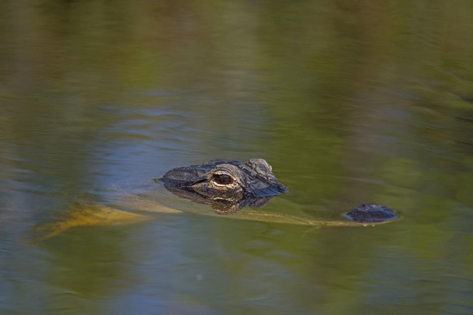 Tips to keep you and your pets safe as gator mating season approaches