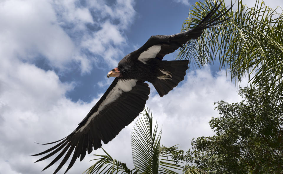 FILE - A California condor named Hope takes to flight at the Condor habitat at the Los Angeles Zoo, Tuesday, May 2, 2023. On Dec. 28, 1973, President Richard Nixon signed the Endangered Species Act. The powerful law charged the federal government with saving every endangered plant and animal in America. (AP Photo/Richard Vogel, File)