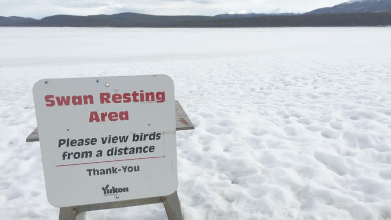 Kayakers frighten swans at important feeding habitat in Yukon