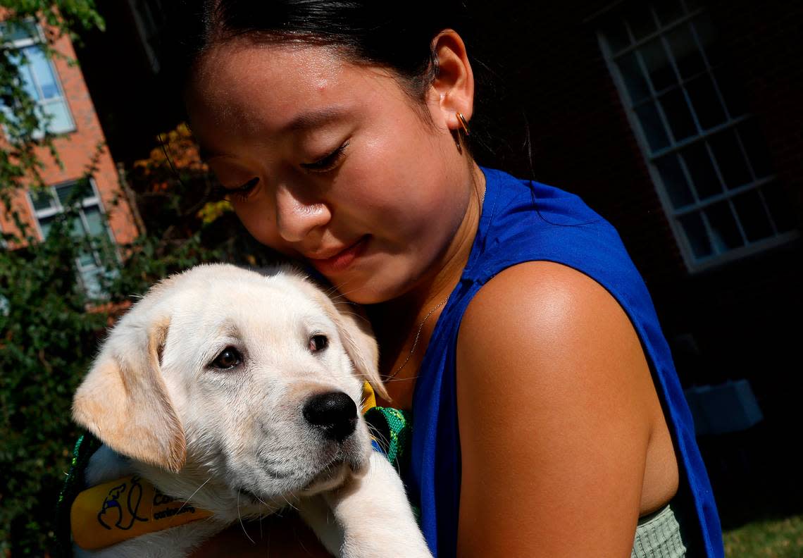 Duke University junior Karen Ru carries Neely, a two-month-old Labrador and Golden Retriever mix puppy, inside at the Duke Puppy Kindergarten on Thursday, Sept. 22, 2022, in Durham, N.C. The Duke Puppy Kindergarten studies how different rearing methods affect the traits of assistance dogs.