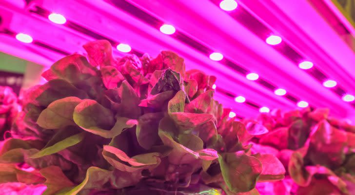 LED lighting used to grow lettuce inside a warehouse without the need for sunlight