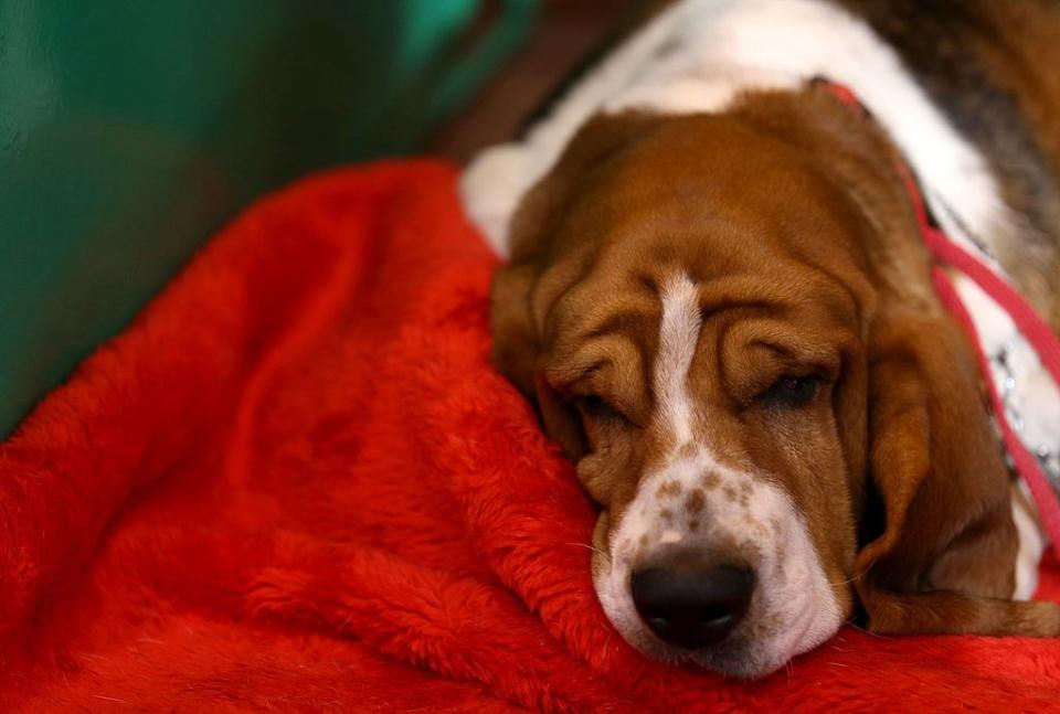 dogs that can be left alone basset hound