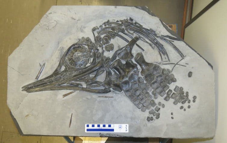 <span class="caption">Partial skeleton of <em>Leptonectes moorei</em>, a species of ichthyosaur named after fossil collector Chris Moore. Held in the collections of the Natural History Museum, London.</span> <span class="attribution"><span class="source">Natural History Museum, London</span>, <span class="license">Author provided</span></span>