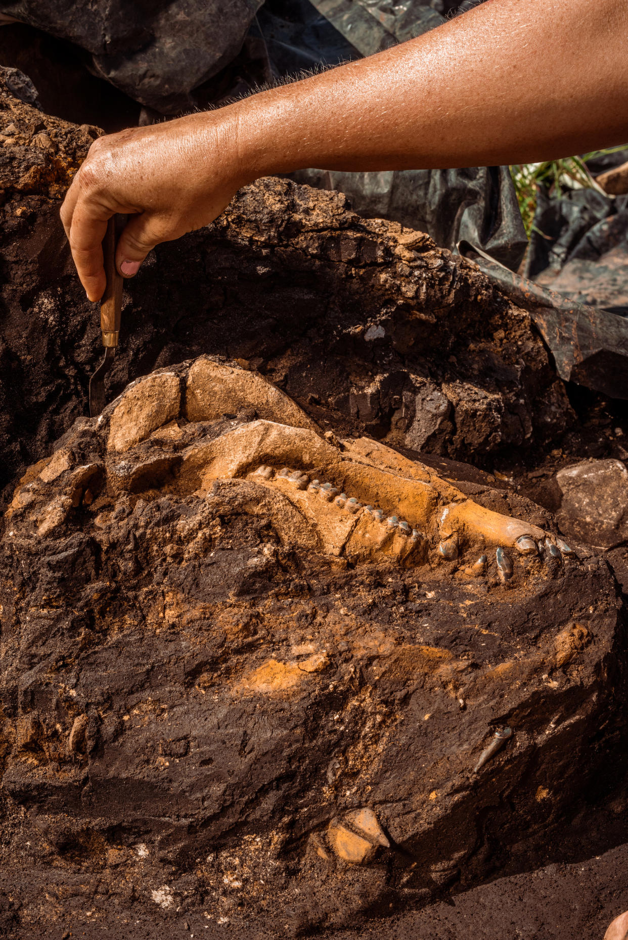 Laura Emmert, una técnica de laboratorio de campo en el sitio y museo Gray Fossil de Tennessee, le quita el polvo con un cepillo a un cráneo de tapir, en Gray, Tennessee, el 1.° de septiembre de 2022. (Mike Belleme/The New York Times)
