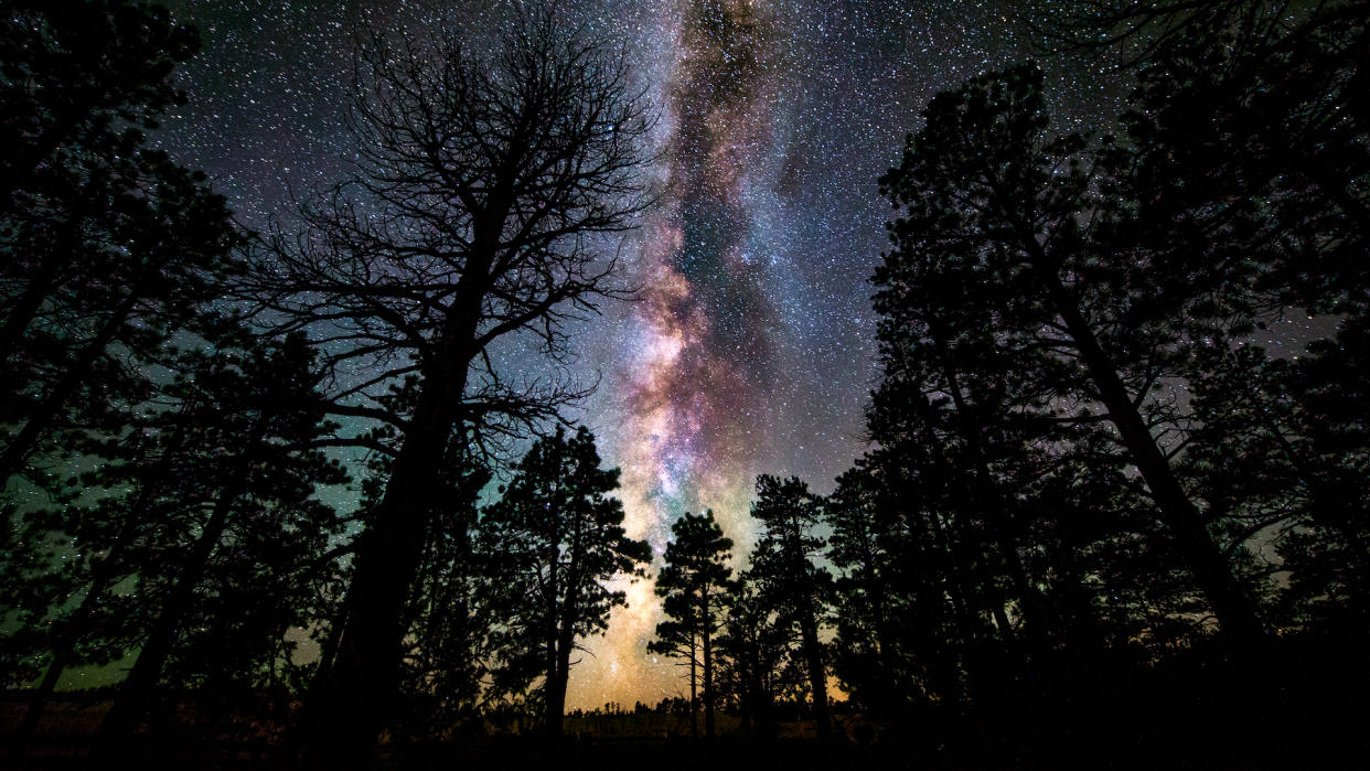  A photo of a bright Milky Way behind the silhouettes of trees. 