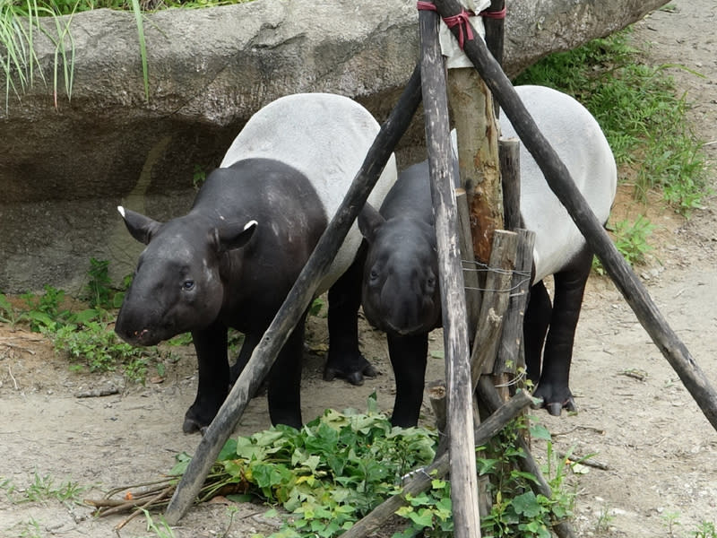 台北市動物園民國107年與歐洲動物園界合作繁殖計畫，引進雄性馬來貘「貘克」（左），與動物園的雌性馬來貘「貘芳」（右）配對。（圖／台北市動物園提供）