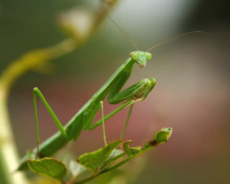 La Mantis Religiosa