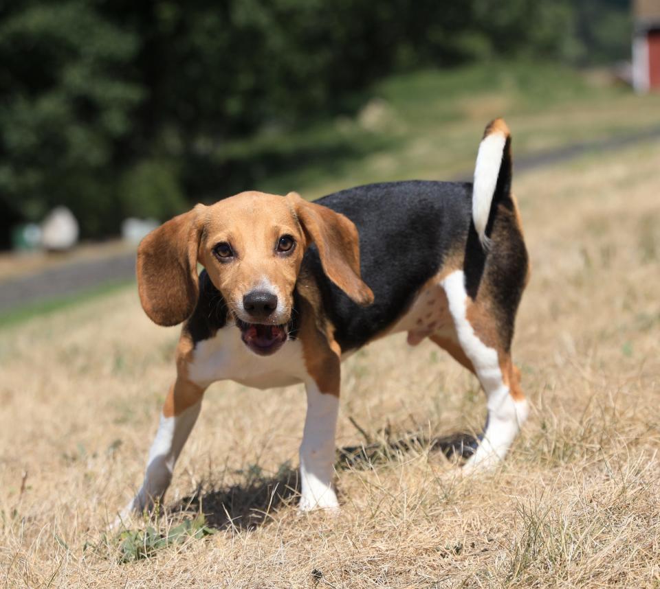 A beagle walks around the yard at Compassionate Animal Rescue Efforts of Dutchess County's shelter in the Town of Wappinger on August 18, 2022. 19 of 4,000 beagles rescued from a mass breeding facility in Virginia have been brought to CARE of DC to find their new homes. 