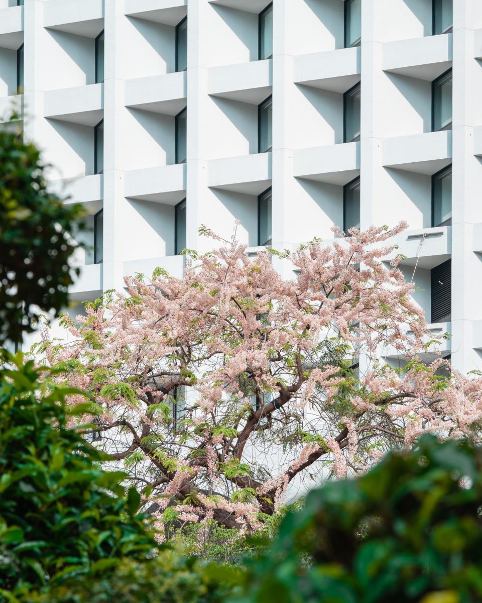 香港賞花｜節果決明開花！打卡位推介 中環美利酒店/大角咀櫻桃街