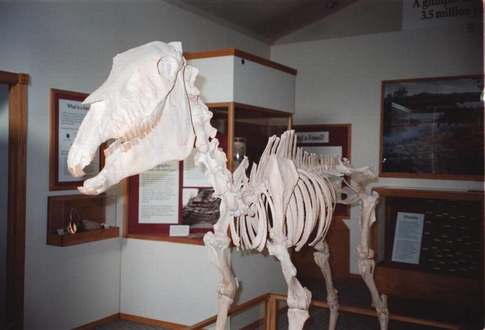 The collection of Hagerman Horse fossils in Idaho is the largest collection of the species found in the world. Susan Whaley/Statesman file photo