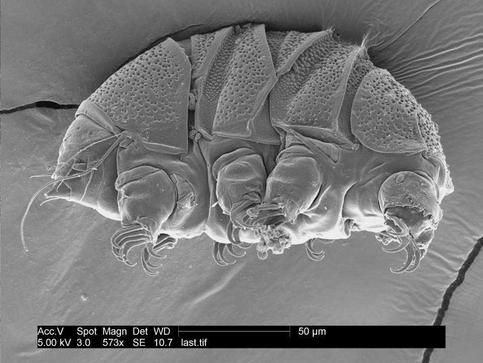 This undated electron microscope image provided by William Miller of Baker University in March 2019 shows a tardigrade of the class Heterotardigrada, also known as a "water bear." The small animals, about the size of a period, are able to survive extreme heat, cold, radiation and even the vacuum of space. (William Miller via AP)