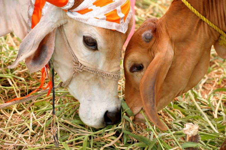 Dalits are staging a strike against collecting cow carcasses in the western Indian state of Gujarat in protest at the public flogging of four Dalit villagers in July