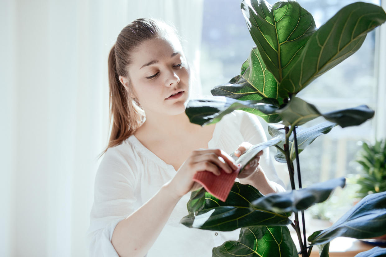 You'll never unexpectedly kill a houseplant again. (Getty Images)