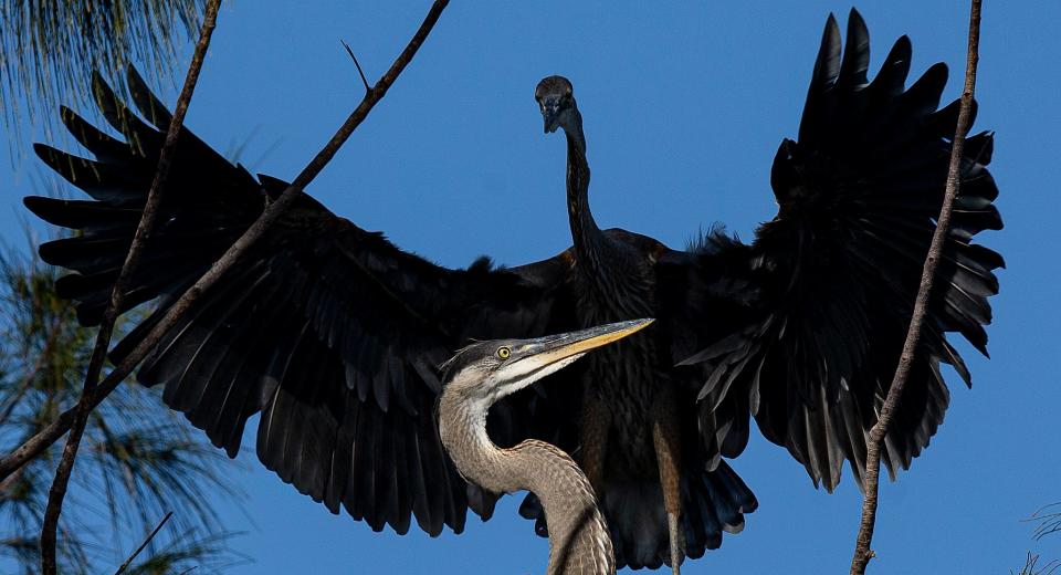 A pair of Great Blue herons interact on a nest at Lakes Park on Tuesday, May 2, 2023. It is nesting season for wading birds.