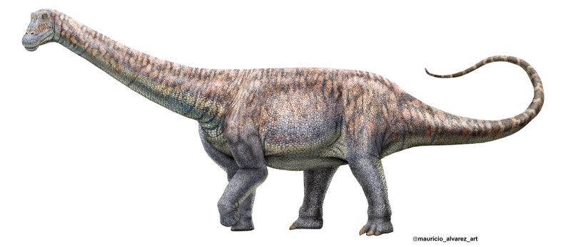 Plant-eating dinosaur whose remains scientists discovered in the Atacama Desert