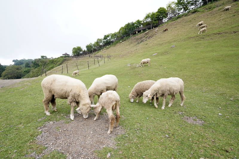 青青草原中可與放養綿羊做近距離互動，搭配眼前綿延不斷的山景就宛如置身歐洲一般