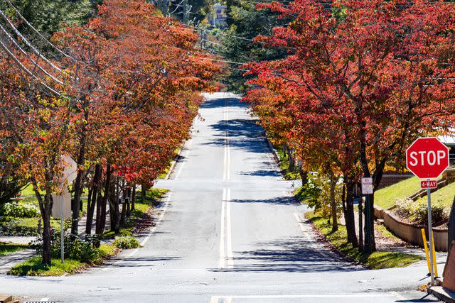 <p>Getty</p> Trees line a downtown street in Dahlonega, Georgia.