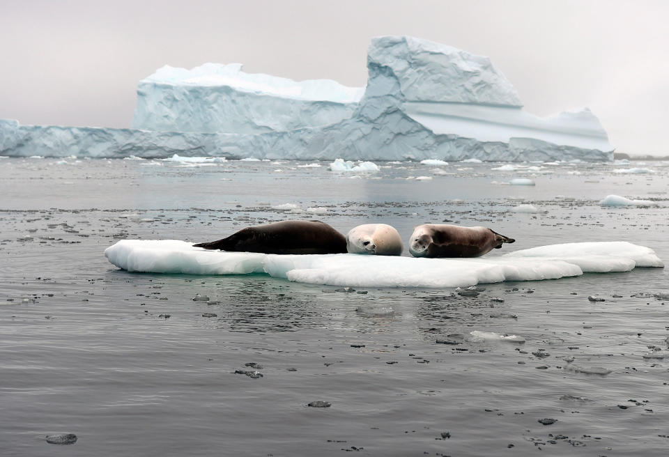 <p>Seals rest on an ice floe near Winter Island, Antarctica, on March 2, 2016. (Photo: Eitan Abramovich/AFP/Getty Images) </p>