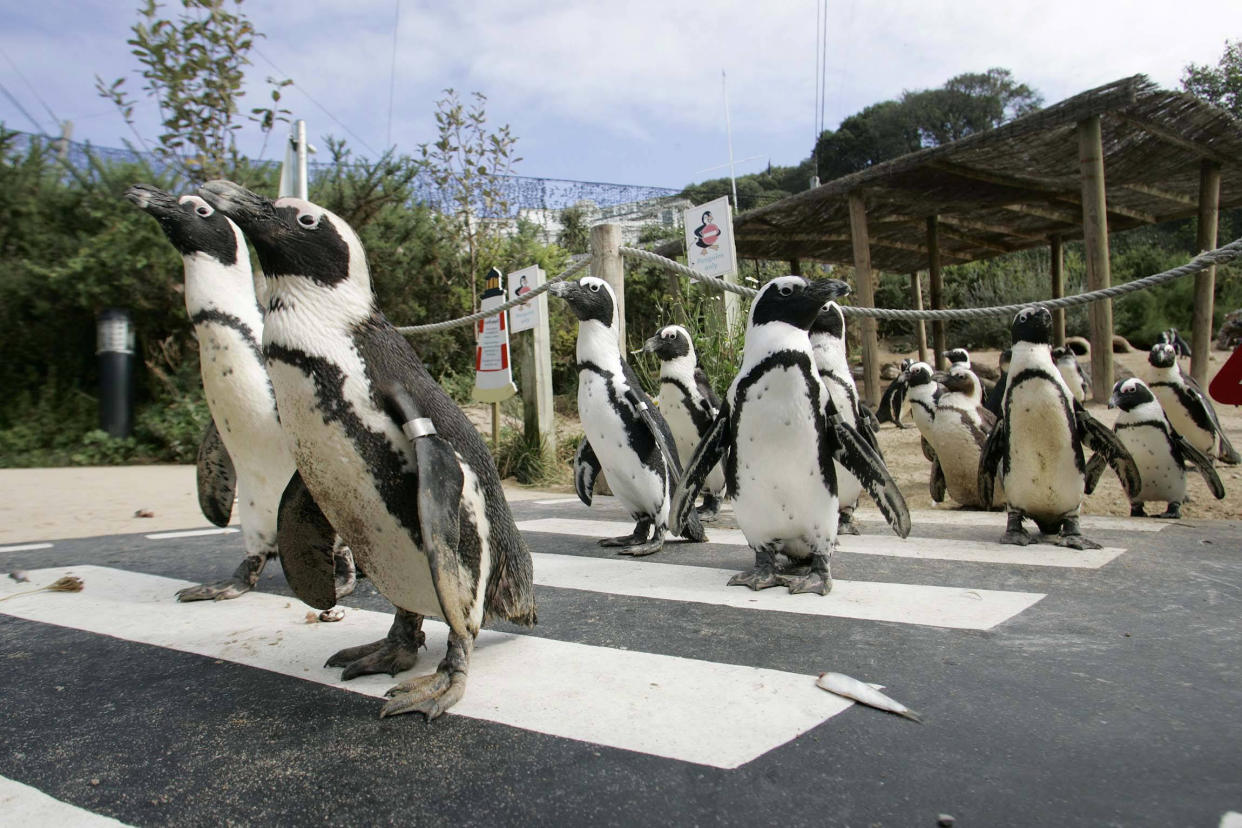 FILE PICTURE - GV of the penguin enclosure at the Living Coasts in Torquay, Devon.  A zoo has become the first in the UK to close permanently due to coronavirus.  See SWNS story SWPLzoo.  Living Coasts will not re-open as a visitor attraction after being unable to manage the "substantial maintenance" costs during lockdown.  Zoos were given the green-light to open doors again from today (Monday) but several have delayed opening.  And Living Coasts, which has been operating for nearly 20 years as a coastal zoo in Torquay, Devon, has now become the first to confirm its gates are staying closed.  The zoo is currently looking at finding new homes for its animals and said it would do everything in its power to avoid the need to euthanise any of them.  All 44 members of staff have now been placed at risk of redundancy.   