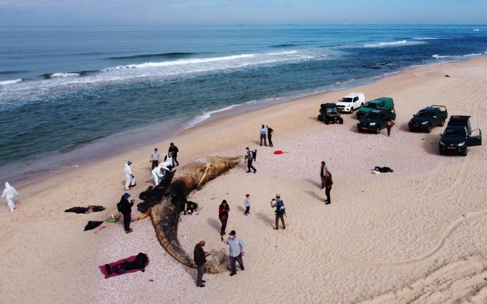 Scientists examine the body of a dead fin whale that washed up from the mediterranean sea on February 21, 2021 in Nitzanim, Israel - Amir Levy/Amir Levy