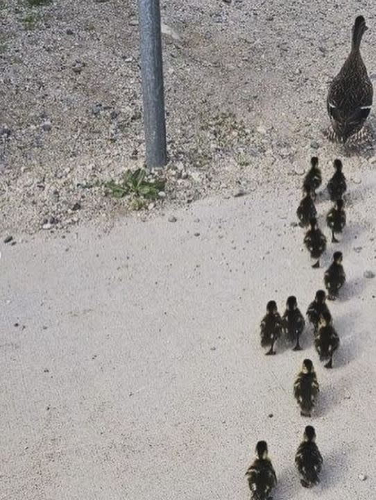 Mama duck reunited with her babies (Sandy City Fire Department)