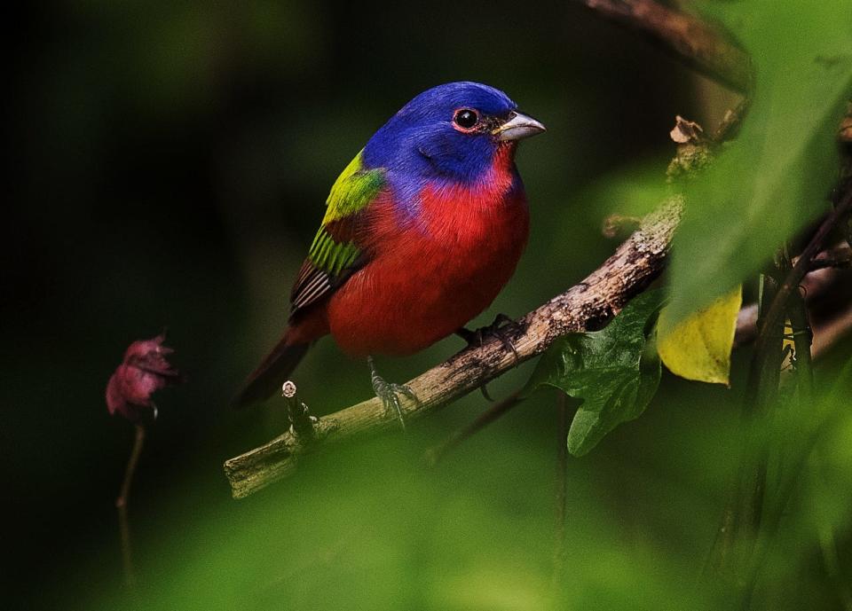 A painted bunting perches near a bird feeder at Corkscrew Swamp Sanctuary on Wednesday 2/28/2019. The swamp is filled with life this time of year. Sightings include painted bunting, warblers, snakes, alligators, limpkins and hummingbirds. 