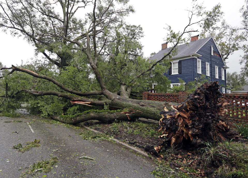 A tree uprooted by strong winds lies across a street in Wilmington, North Carolina on Friday.
