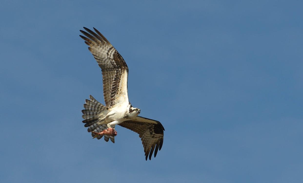 Osprey like this one, photographed near Cape Cod on the east coast, have returned to some nests in the South Bend area.