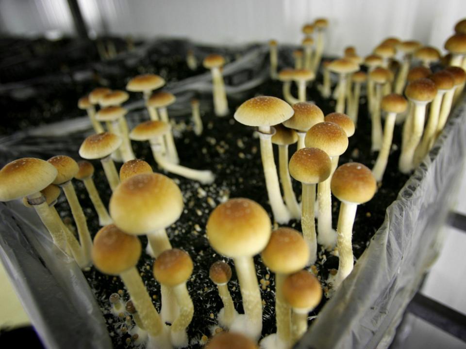 psychedelics magic mushrooms psilocybin