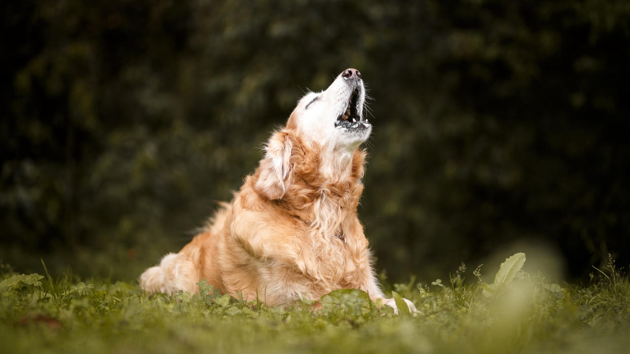 Golden retriever barking