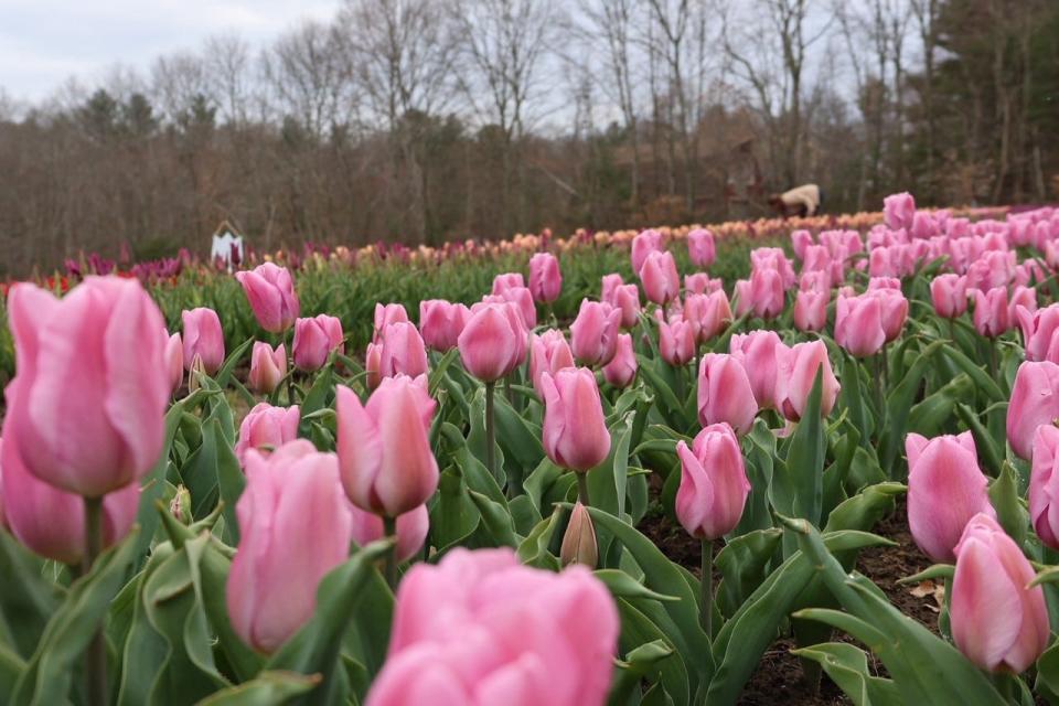In addition to u-pick, Wicked Tulips sells bulbs for people to plant at home.