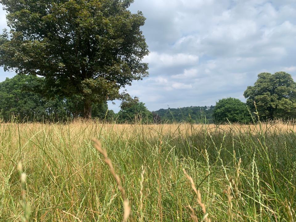 Hampstead Heath.