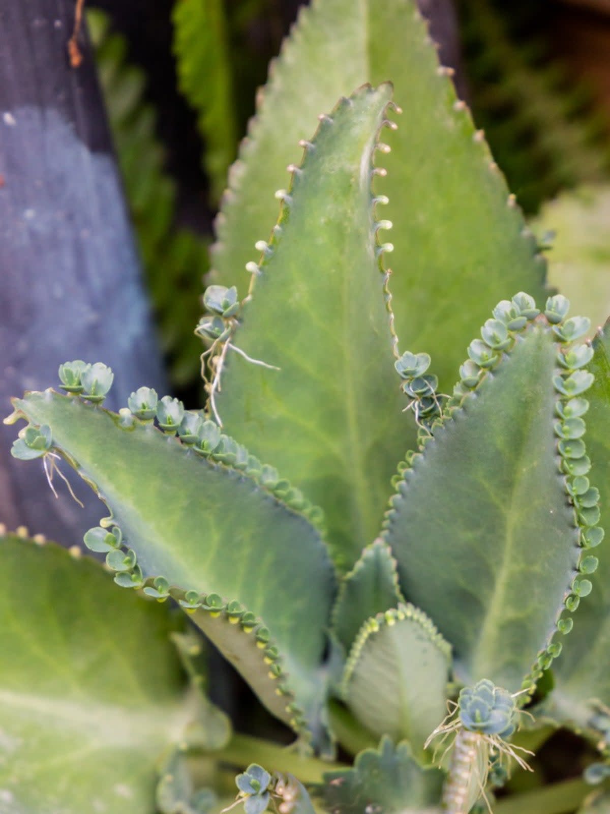  Close Up Of A Mother Of Thousands Plant. 